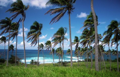 Windswept palm trees on the island of St. Kitts