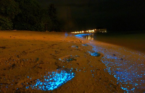 admiring glowing creatures on the beach on our maldives luxury yacht charter