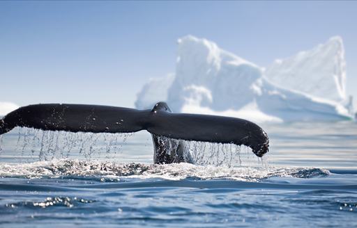 tail of whale rising above water in antarctica, with glaciers in background