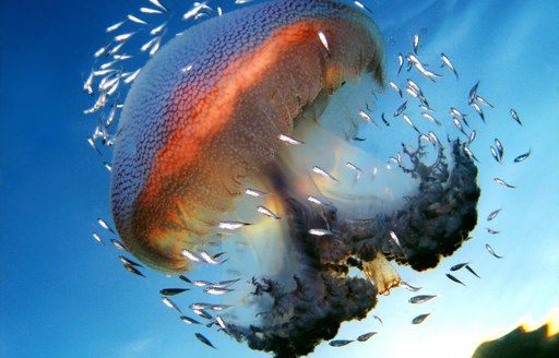 tiny fishes surround jelly fish in azure waters of the Great Barrier Reef