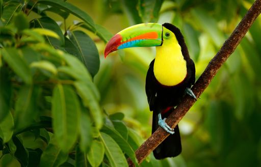 Brightly colored toucan in Costa Rica