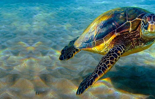 Sea turtle in Costa Rica