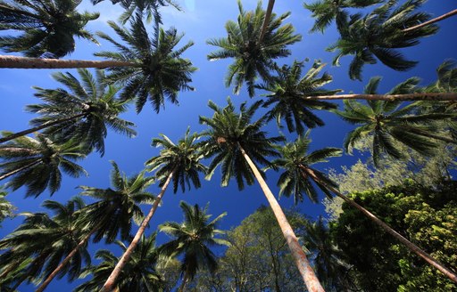 Tall trees at Kukundu, Solomon islands