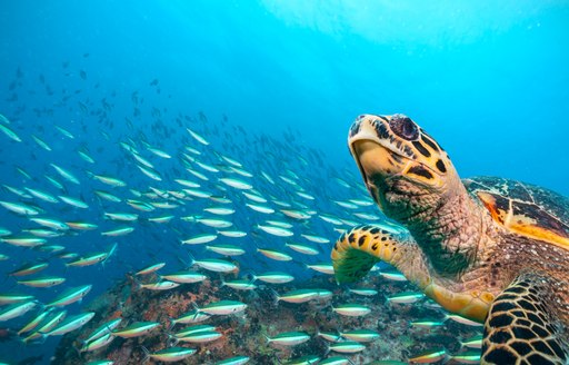 seychelles diving