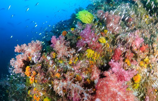 A colorful reef with tropical fish in Myanmar