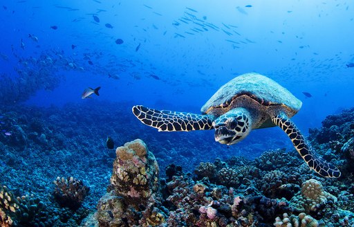 turtle swimming in French Polynesia waters