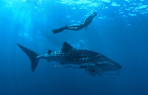 A scuba dives with a whale shark in the Seychelles