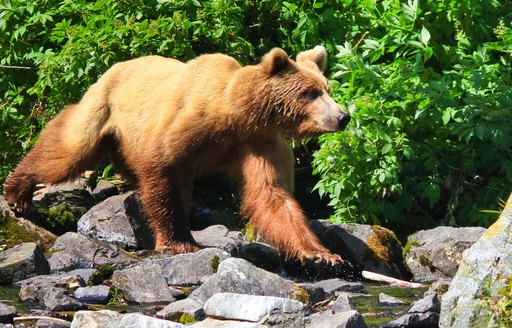 A brown bear walks along the water's edge in Alaska