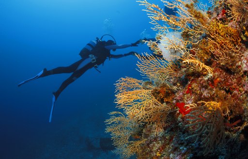 A scuba near a coral reef in Greece