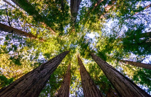 Giant redwoods in Muir Woods, California