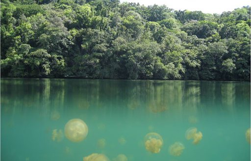 view from water's surface at jellyfish lake on a luxury yacht charter in the palau islands