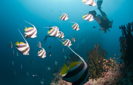 A charter guest diving in the tropical waters of the Maldives, surrounded by fish and corals
