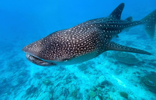 whale shark swimming in clear water in the maldives