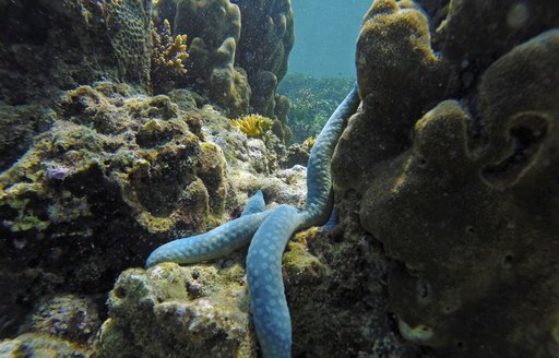 Coral, Raja Ampat