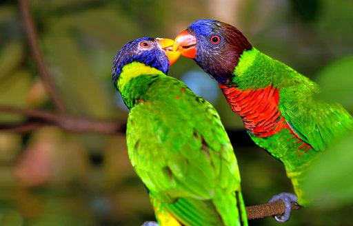 A pair of green parrots in a tree, feeding each other in Papua New Guinea