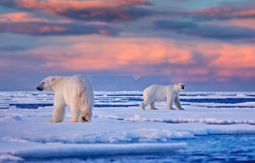 polar bears on the ice in Svalbard