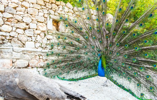 Beautiful peacock found sitting on Lokrum island near Dubrovnik