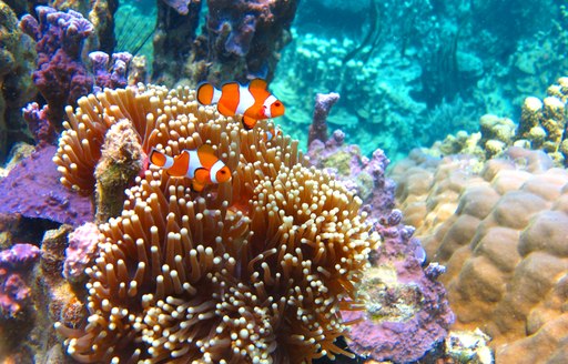 Close up of anemone and clown fish on coral reefs of South East Asia