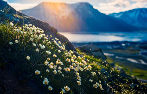 Svalbard on a polar day with arctic flowers in the sunset summer