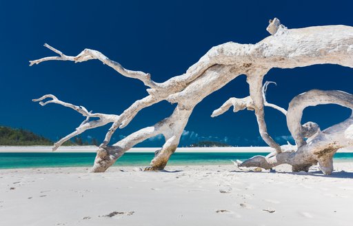 piece of driftwood on white sand beach on the whitsunday islands