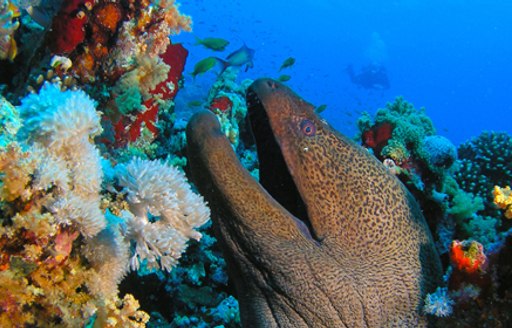A moray eel on a reef in the Phi Phi Islands in Thailand