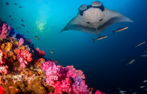 A manta ray flying over a colorful reef in the Mergui Archipelago on the Andaman Sea