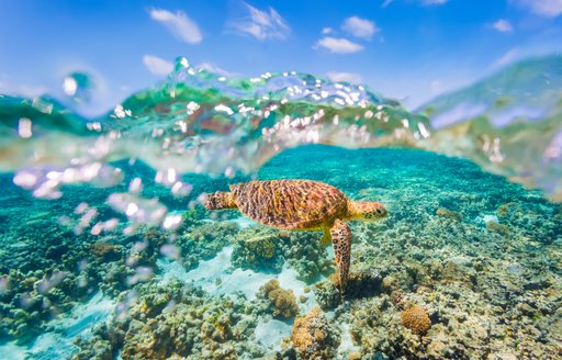 A Green Sea Turtle swimming over shallow reef with a clear sky and bubbles in the water