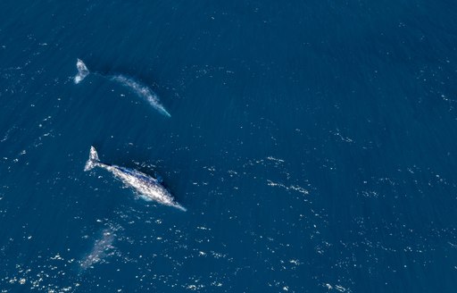California Grey whales in Magdalena Bay, Baja California
