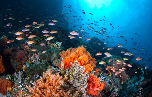 Coral reef and marine life off the coast of Antigua, in the Caribbean.