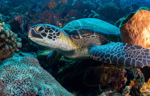 sea turtle swims in pristine waters of Indonesia
