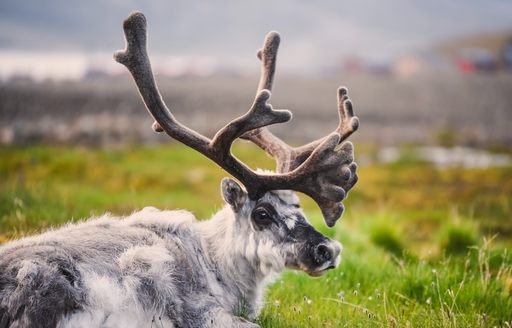Svalbard reindeer on a grassy plain