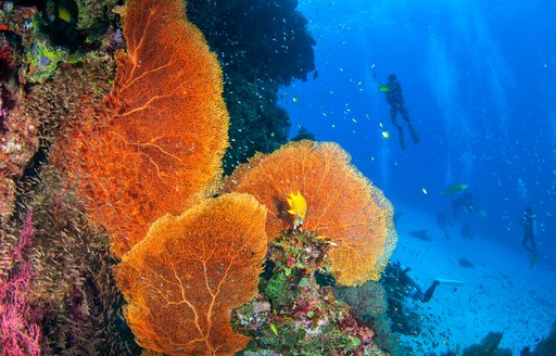 scuba diver in background explores thriving coral reef in thailand 