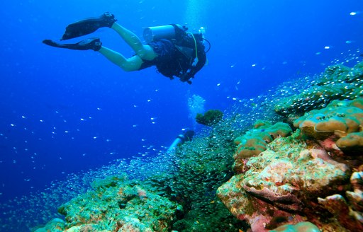 Charter guest dives above coral reef in Thailand