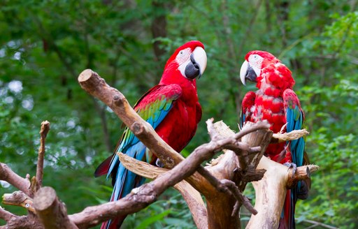 parrots costa rica