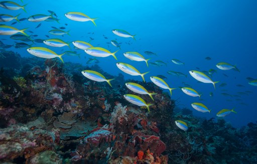 Tropical fish in the Indian Ocean