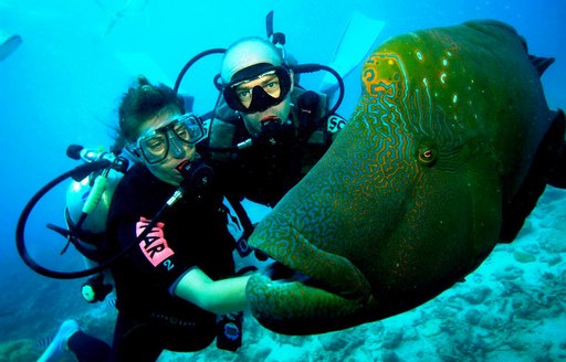 Two scuba divers marvel at a huge grouper in Turkey