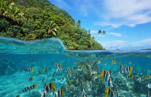 Snorkeling in shallow tropical water in Tahiti