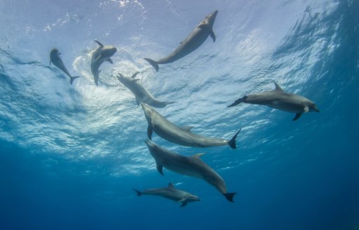A pod of dolphins in French Polynesia