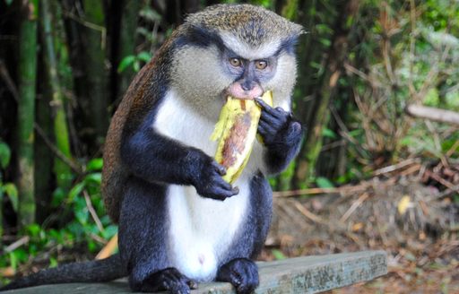 monkey eating in the Windward Islands