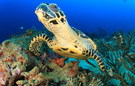 Turtle in the Bahamas above coral reef