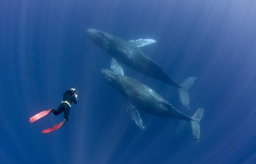 humpback whales in central america, diver alongside