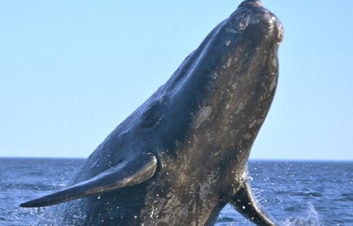 A breaching humpback whale in USA