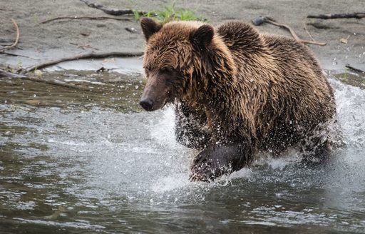 A grizzly bear fishing in Bella Coola, British Colombia