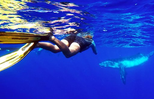 A snorkeler with a humpback whale in French Polynesia