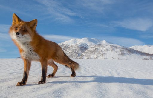Fox in snow in Kamchatka