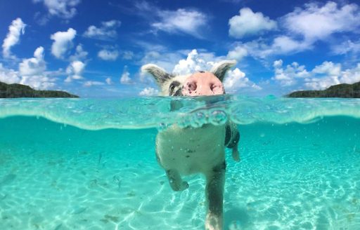 pig underwater in bahamas