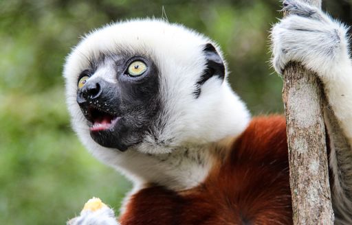 A white haired lemur looks to the sky whilst grasping a brand with its left hand