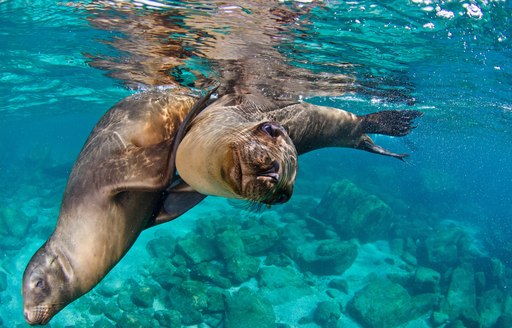 Seals underwater in Mexico
