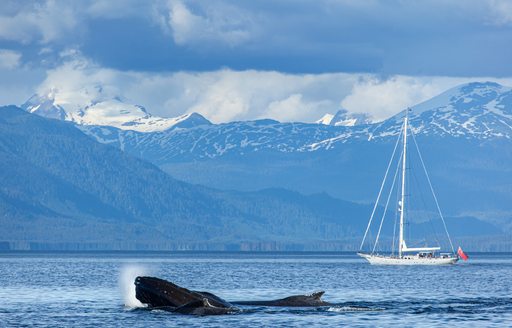 A whale breaching in Alaska with sail yacht in the background