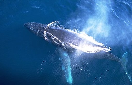 Aerial view of a Humpback whale in sea in New Zealand whilst whale watching